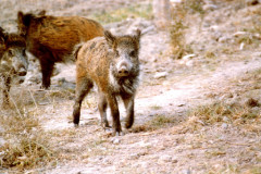 chinghiale_wild-boar-1397910