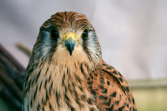 Closeup of a brown peregrine falcon with black spots
