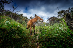Wide shot of a brown fox in the forest under the cloudy sky