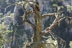 Calamixi16