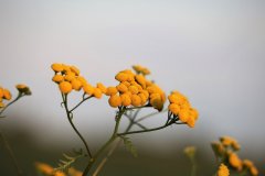 Elicriso