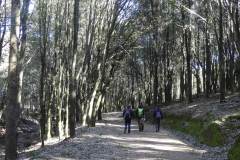 Foresta